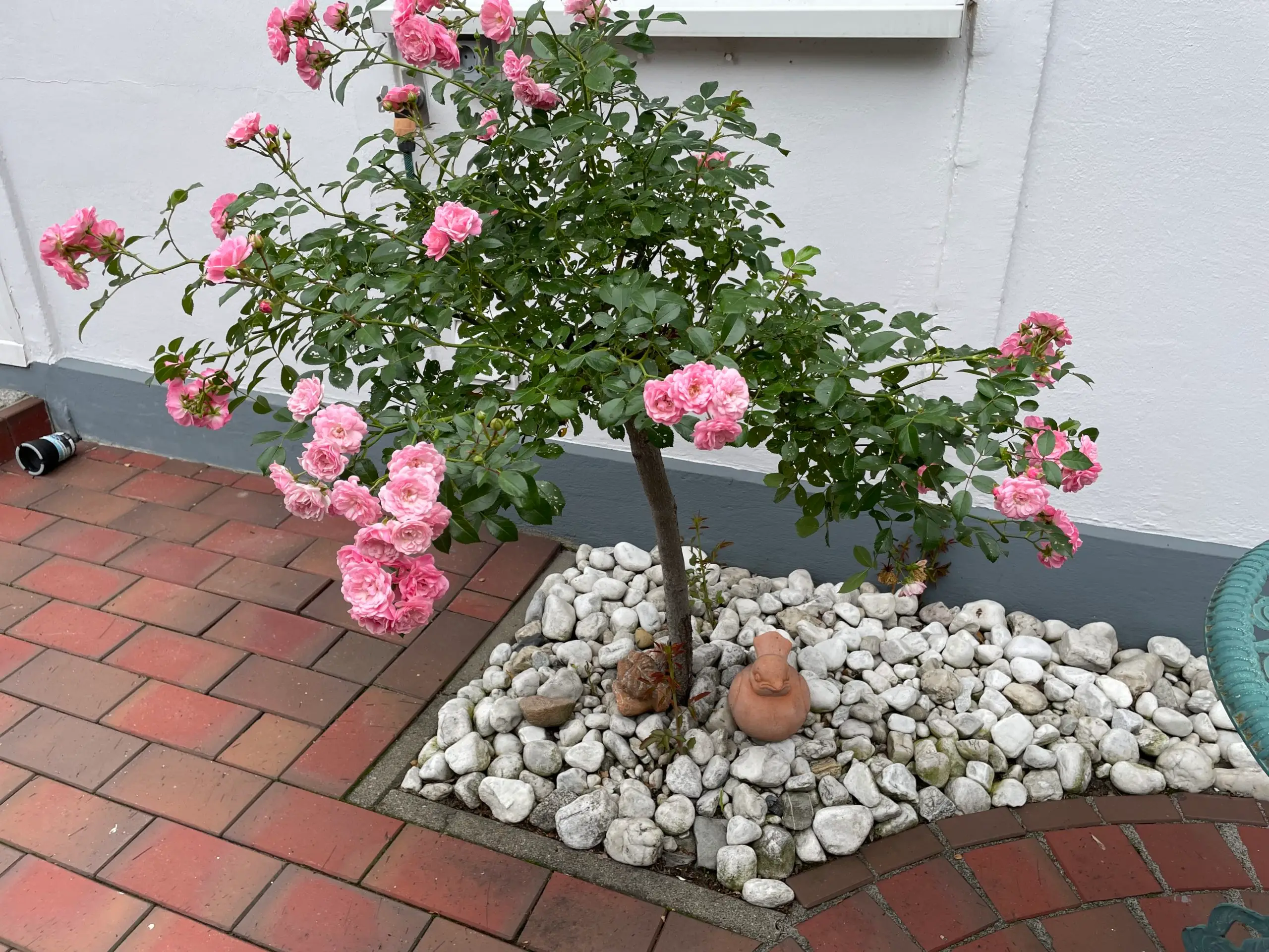 Rosenstrauch am Haus