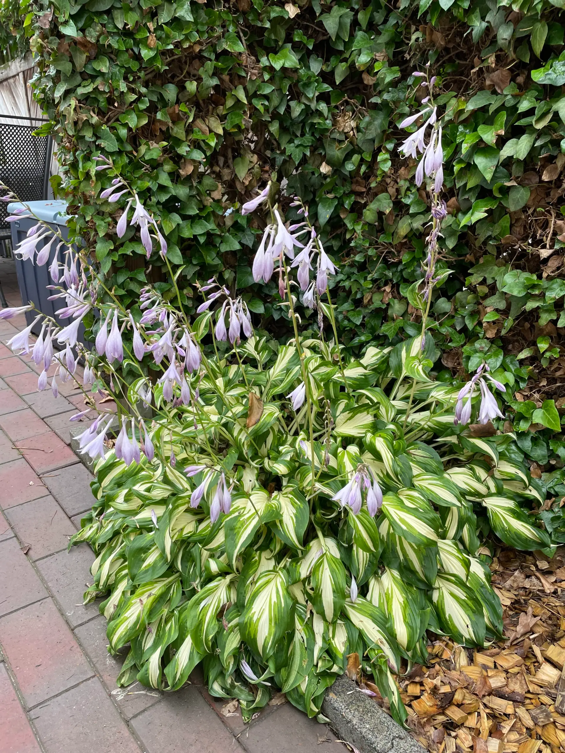 Garten mit Rosen